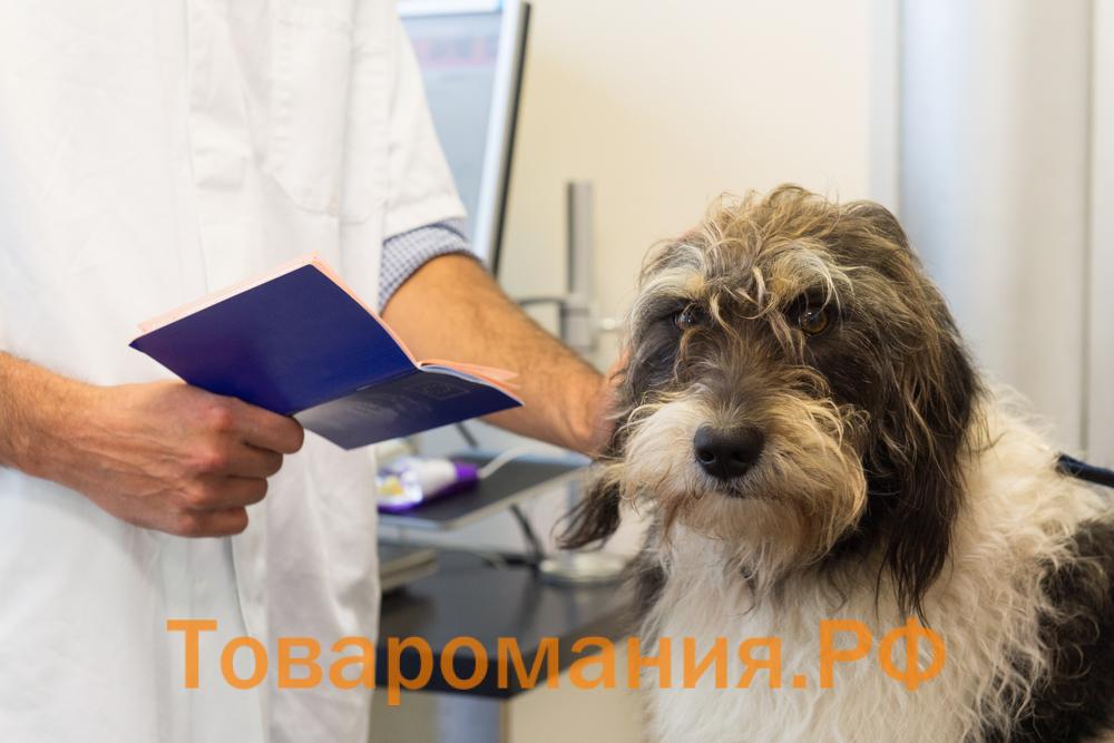 Где получить ветеринарный паспорт на собаку