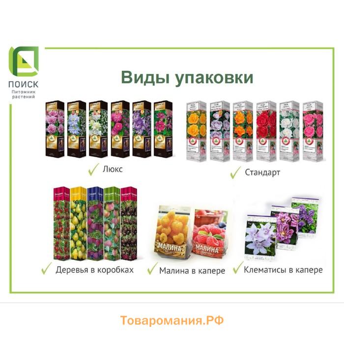 Смородина белая «Версальская белая» , традиционные сорта, саженец, 1 шт., туба