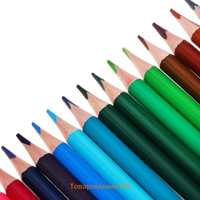 Карандаши цветные 24 цвета TOP Calligrata, супермягкие, в картонной коробке, диаметр грифеля 3 мм, 5B