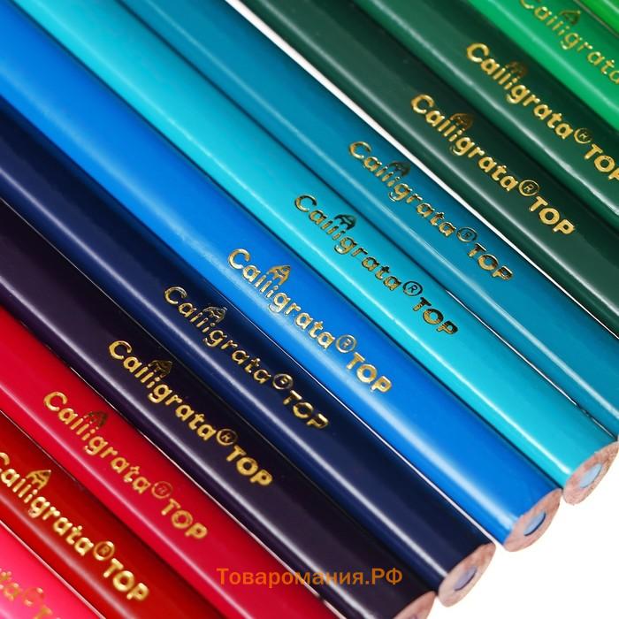 Карандаши цветные 24 цвета TOP Calligrata, супермягкие, в картонной коробке, диаметр грифеля 3 мм, 5B