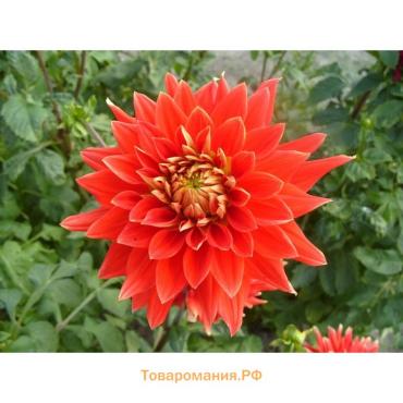 Георгина Декоративная «Хэтвейф», клубелуковица в упаковке, р-р I, 1 шт.