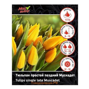 Тюльпан простой поздний Мускадет, р-р 11/12, 5 шт, Весна 2025