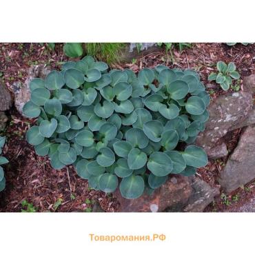 Хоста "Blue Mouse Ears", р-р I, размер S,1 шт, Весна 2025