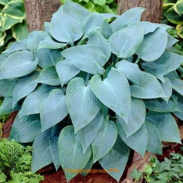 Хоста Canadian Blue, корневище в пакете с торфогрунтом, р-р I, размер SM,1 шт.