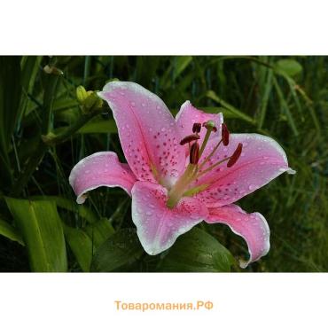 Лилия Азиатская "Pink County", р-р 12/14, 3 шт, Весна 2025